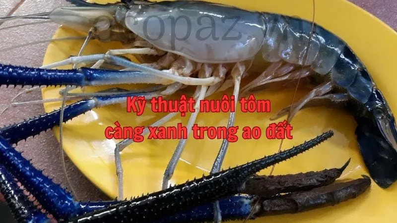 Kỹ thuật nuôi tôm càng xanh trong ao đất