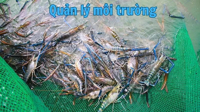 Quản lý môi trường cho tôm càng xanh