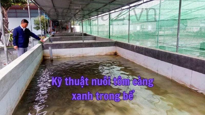 Kỹ thuật nuôi tôm càng xanh trong bể