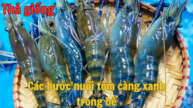 Thả giống tôm càng xanh