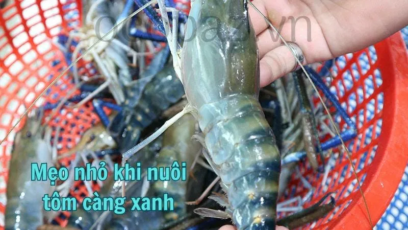 Mẹo nhỏ khi nuôi tôm càng xanh