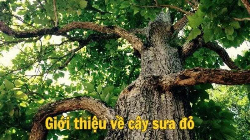 Giới thiệu về cây sưa đỏ