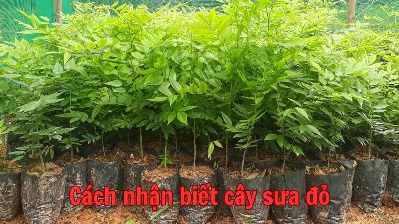 Đặc điểm nhận biết cây sưa đỏ