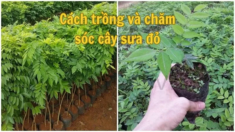 Cách trồng và chăm sóc cây sưa đỏ