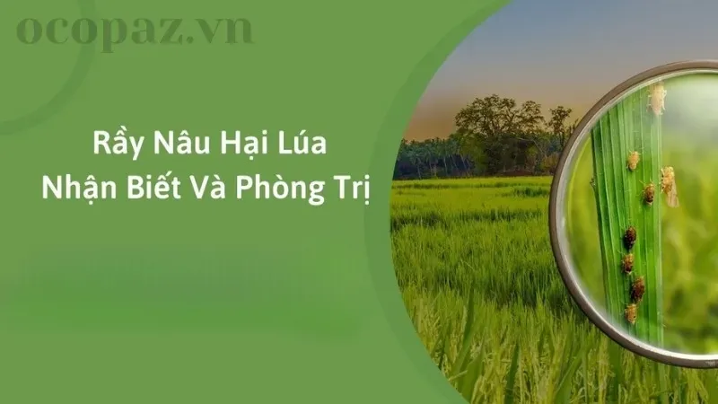Rầy nâu gây hại cho lúa - Dấu hiệu nhận biết và phương pháp điều trị
