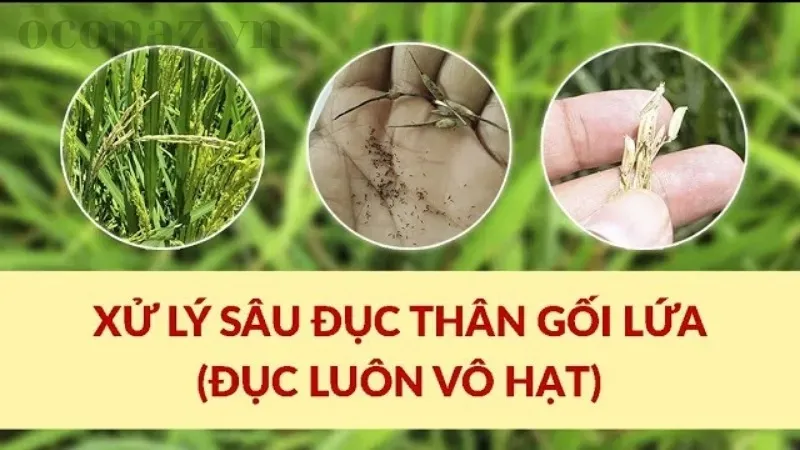 Lúa bị sâu đục thân - Những dấu hiệu cảnh báo bạn cần biết 1