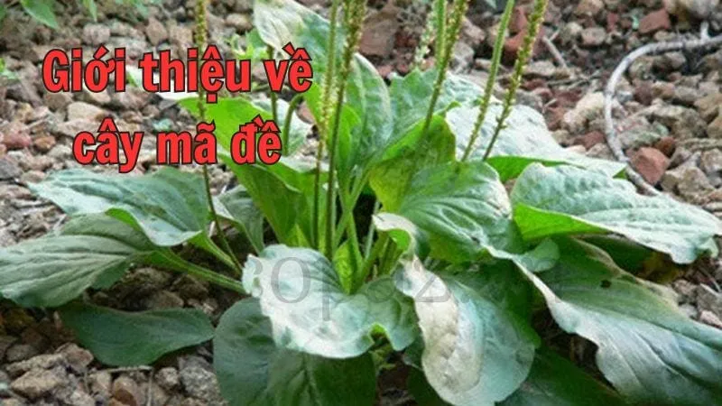 Giới thiệu về cây mã đề