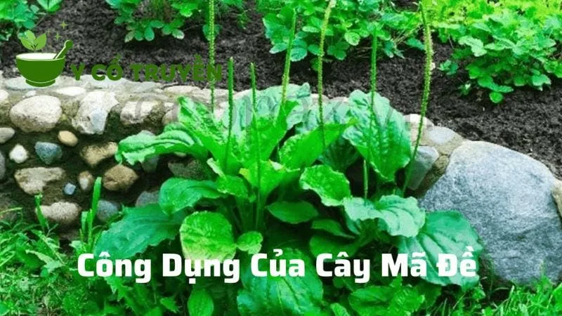 Cây mã đề có tác dụng gì?