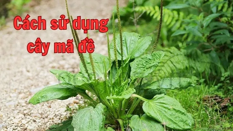 Cách sử dụng cây mã đề