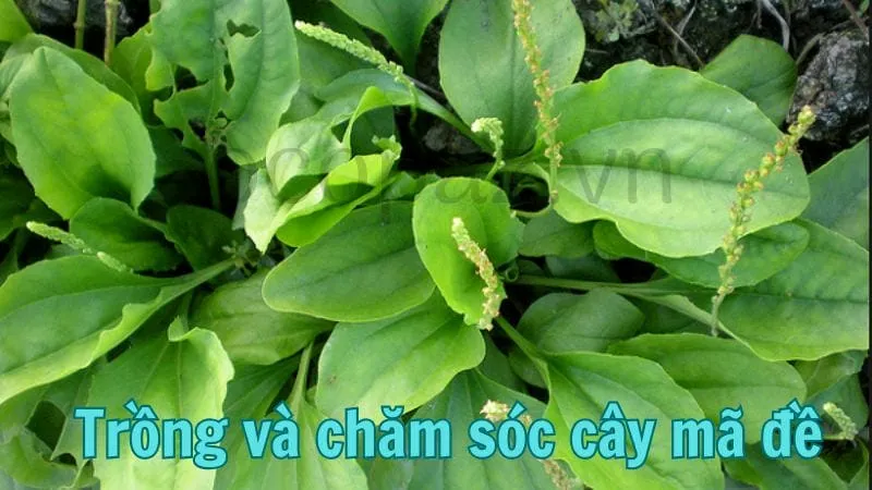 Trồng và chăm sóc cây mã đề