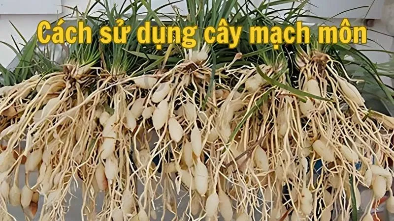 Mạch môn - Tác dụng và cách sử dụng hiệu quả 4