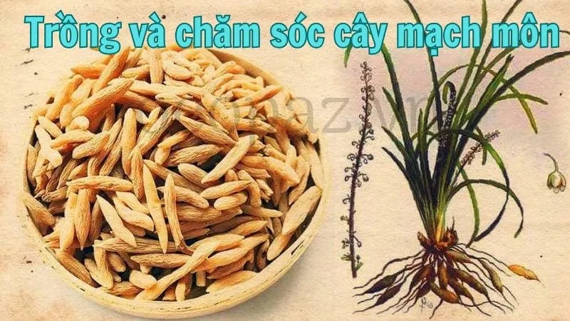 Mạch môn - Tác dụng và cách sử dụng hiệu quả 5