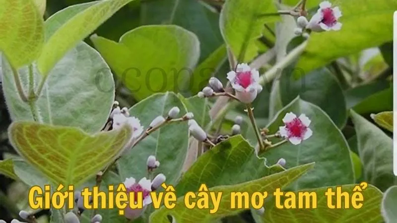 Giới thiệu về cây mơ tam thể