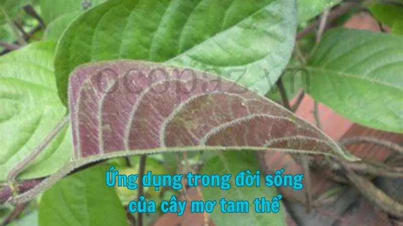 Ứng dụng trong đời sống của cây mơ tam thể