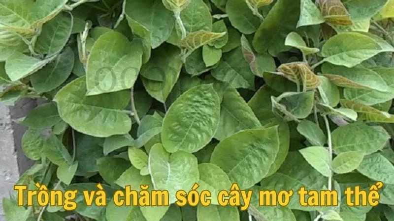 Trồng và chăm sóc cây mơ tam thể