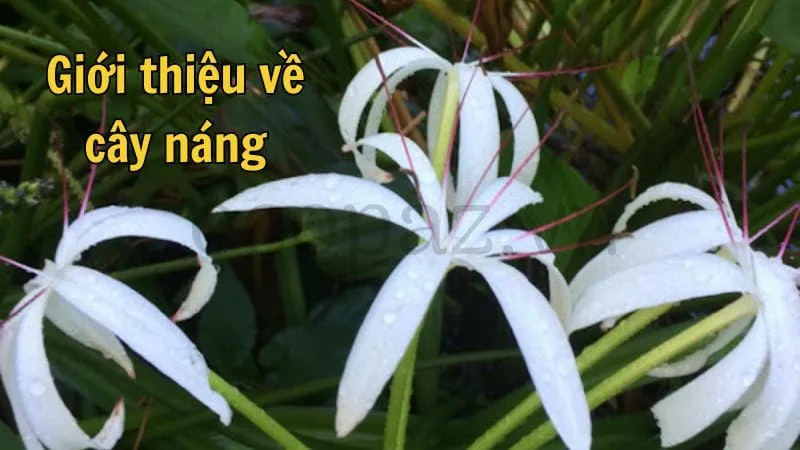 Giới thiệu về cây náng