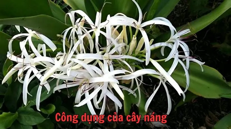 Công dụng của cây náng