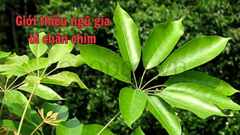 Giới thiệu ngũ gia bì chân chim