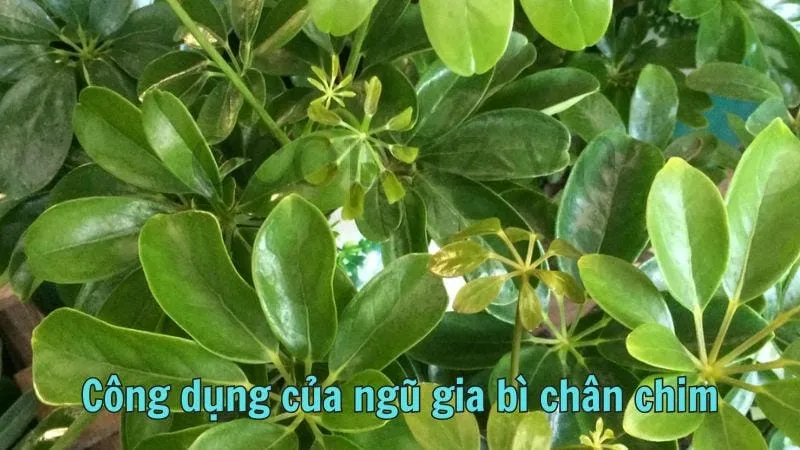 Công dụng của ngũ gia bì chân chim