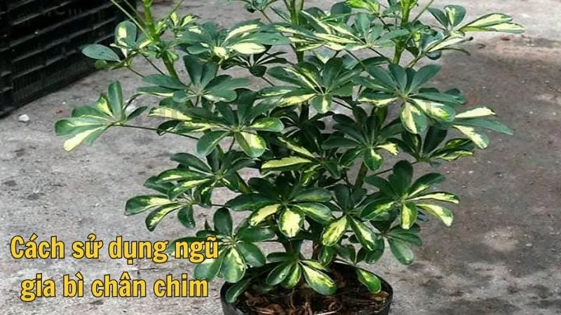 Cách sử dụng ngũ gia bì chân chim