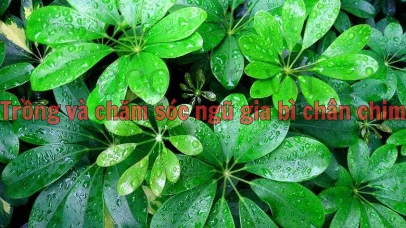 Trồng và chăm sóc ngũ gia bì chân chim