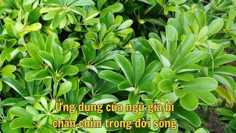 Ứng dụng của ngũ gia bì chân chim trong đời sống