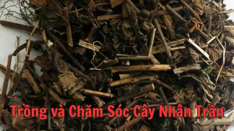 Trồng và chăm sóc cây nhân trần