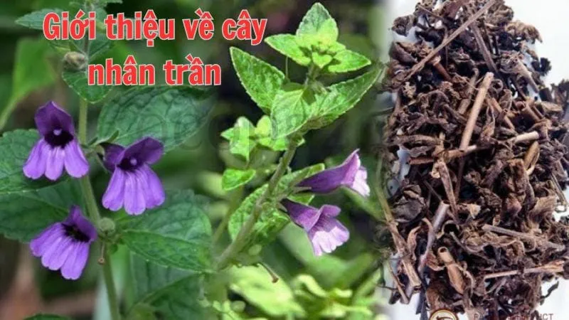 Giới thiệu về cây nhân trần