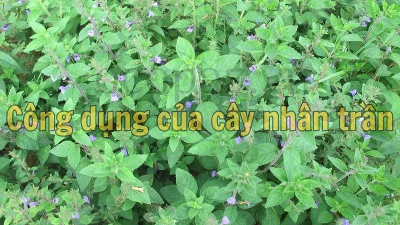 Công dụng của cây nhân trần