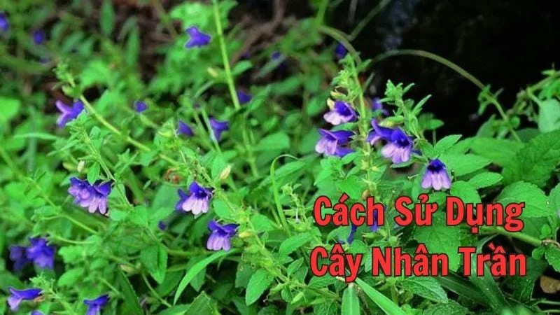 Cách sử dụng cây nhân trần