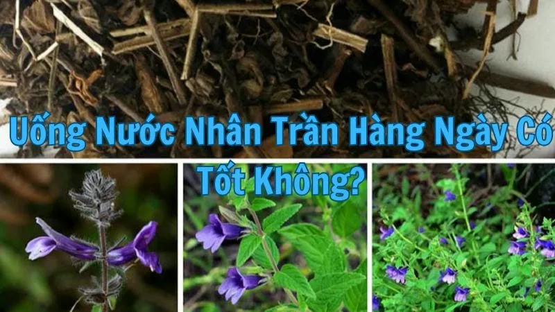 Uống nước nhân trần hàng ngày có tốt không?