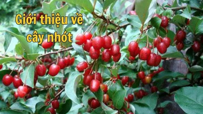 Giới thiệu về cây nhót