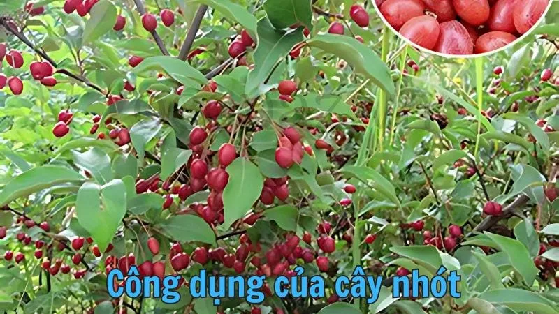 Công dụng của cây nhót