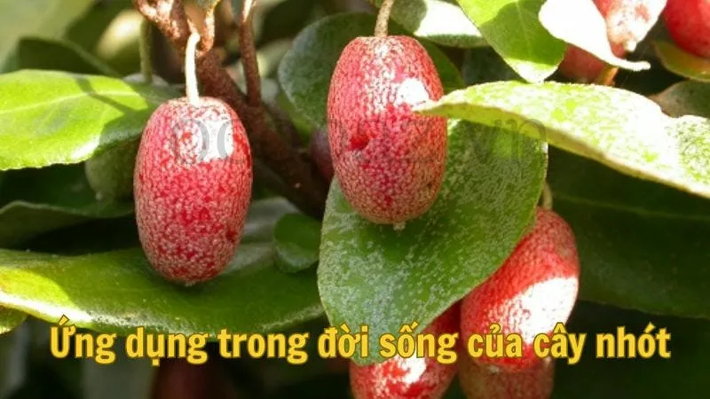 Ứng dụng trong đời sống của cây nhót