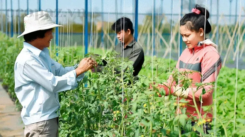 Nông nghiệp sạch là gì? Tầm quan trọng của việc canh tác sạch 6