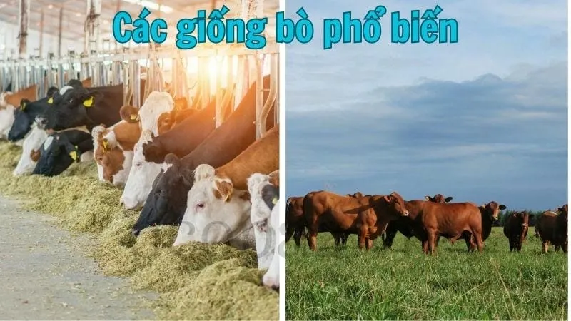 Các giống bò phổ biến