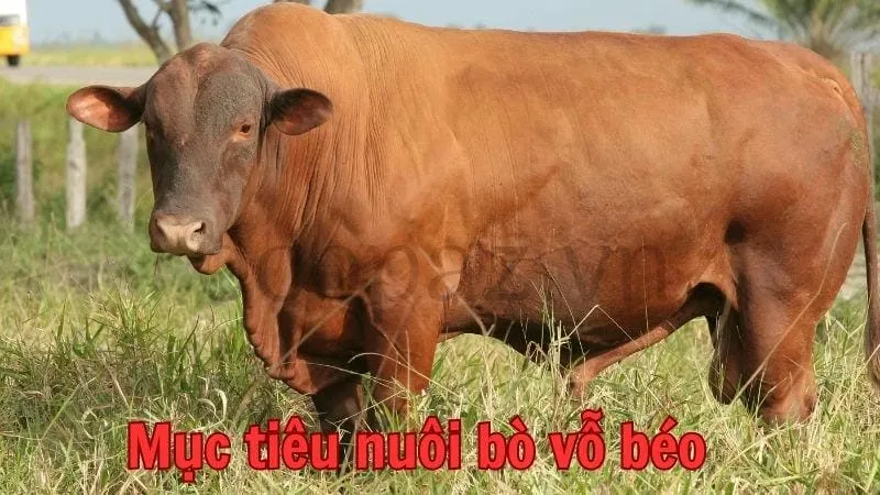 Cách nuôi bò vỗ béo