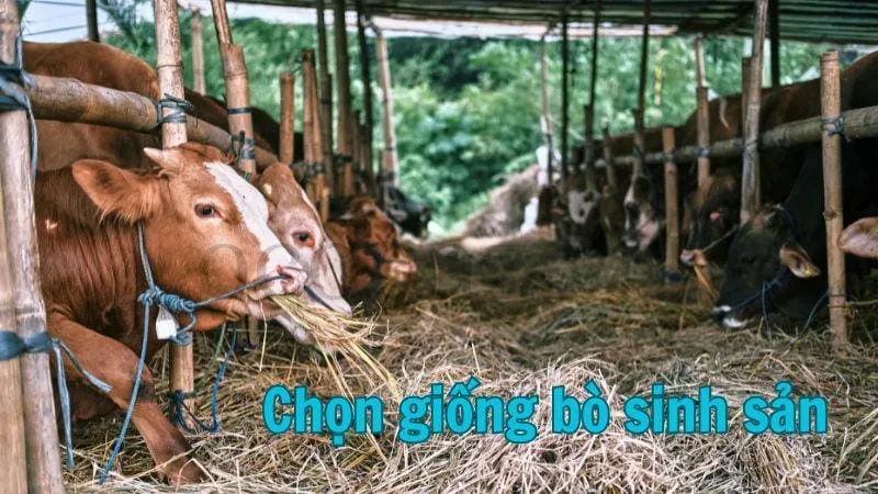 Chọn giống bò sinh sản