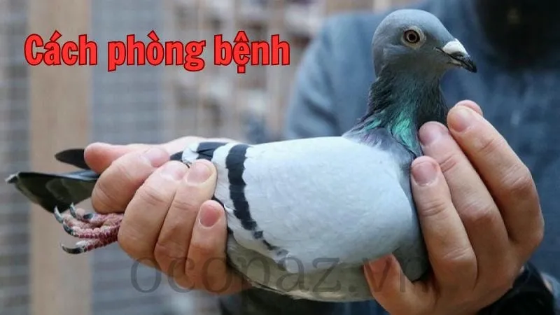 Phòng bệnh cho bồ câu