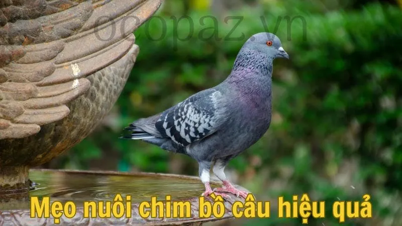 Mẹo nuôi chim bồ câu hiệu quả