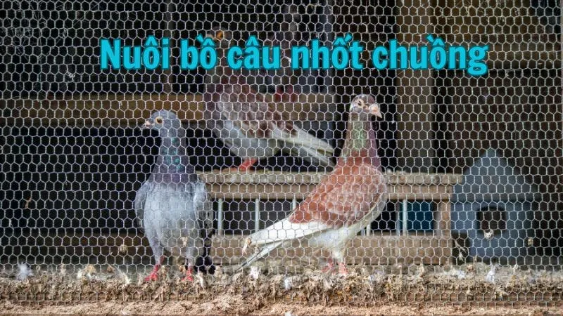 Nuôi bồ câu nhốt chuồng