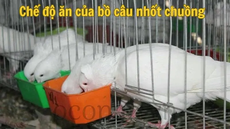 Chế độ ăn của bồ câu nhốt chuồng