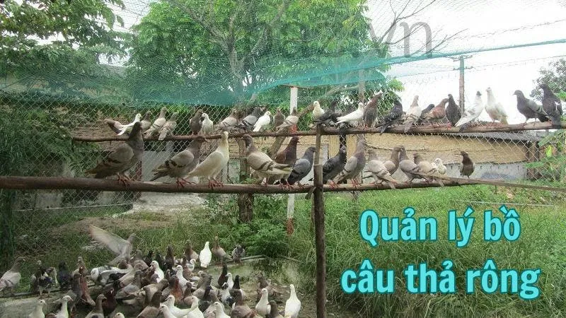 Quản lý bồ câu thả rông