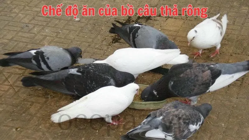 Chế độ ăn của bồ câu thả rông