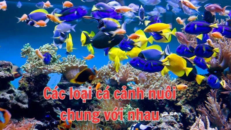 Các loại cá cảnh nuôi chung với nhau