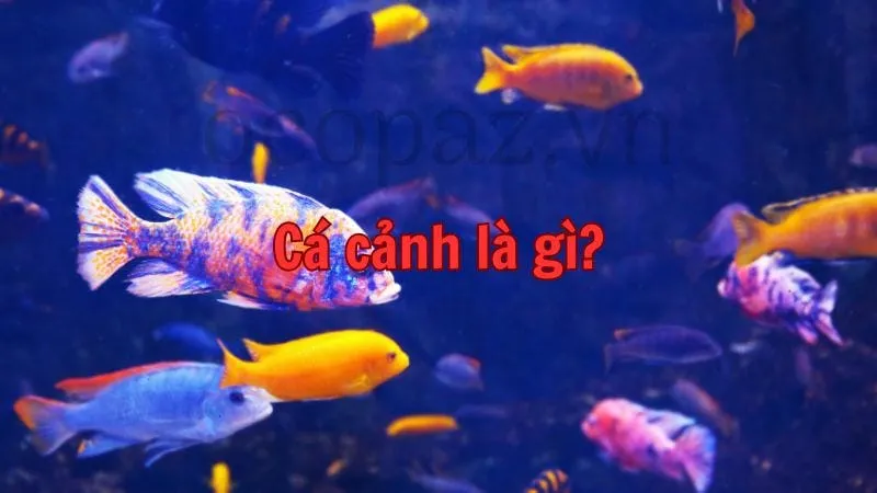 Giới thiệu về cá cảnh