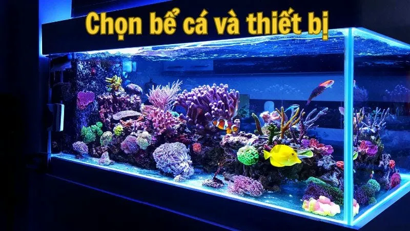 Chọn bể cá và thiết bị