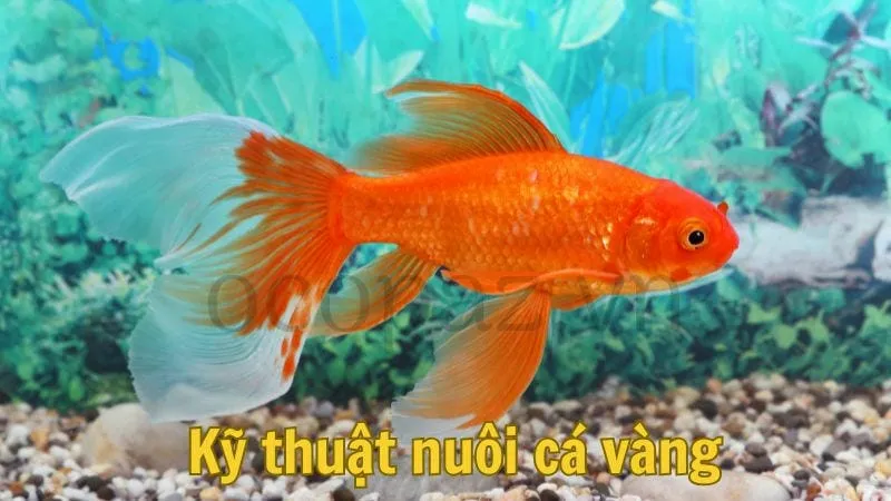 Kỹ thuật nuôi cá vàng