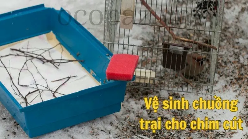 Vệ sinh chuồng trại cho chim cút