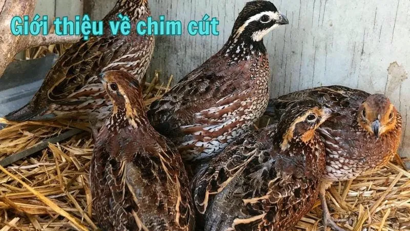 Giới thiệu về chim cút